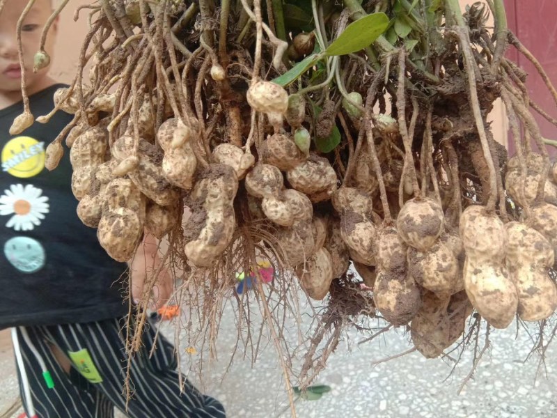 鲜花生，鲁花8号，大量上市，全国接单，保证质量，代发全国
