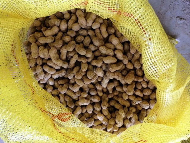 鲜花生，鲁花8号，大量上市，全国接单，保证质量，代发全国