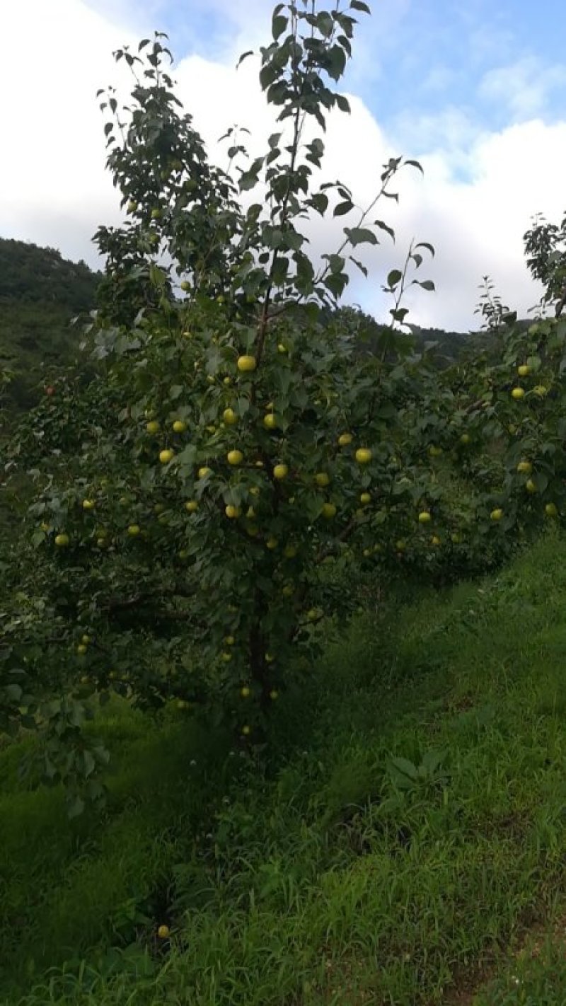 北镇精白梨价格下滑，，大量有货。