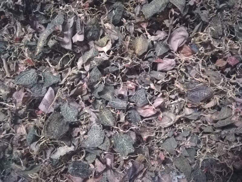 广西野生小叶金线莲干货(足干)