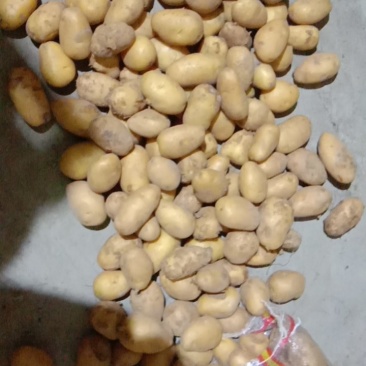 荷兰2-3两土豆袋装货