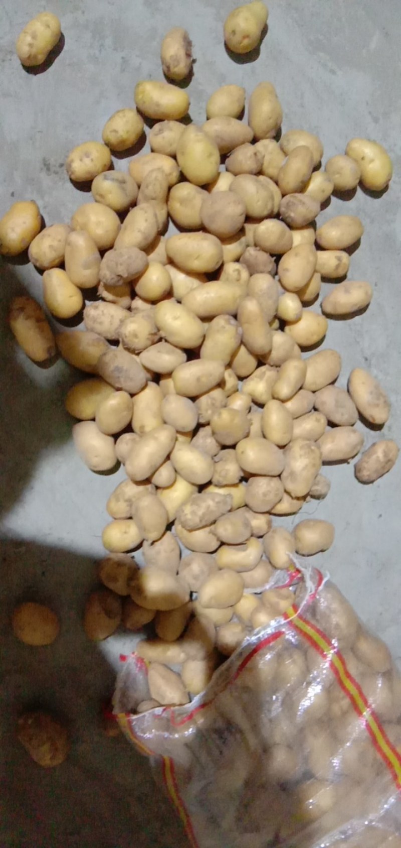 荷兰2-3两土豆袋装货