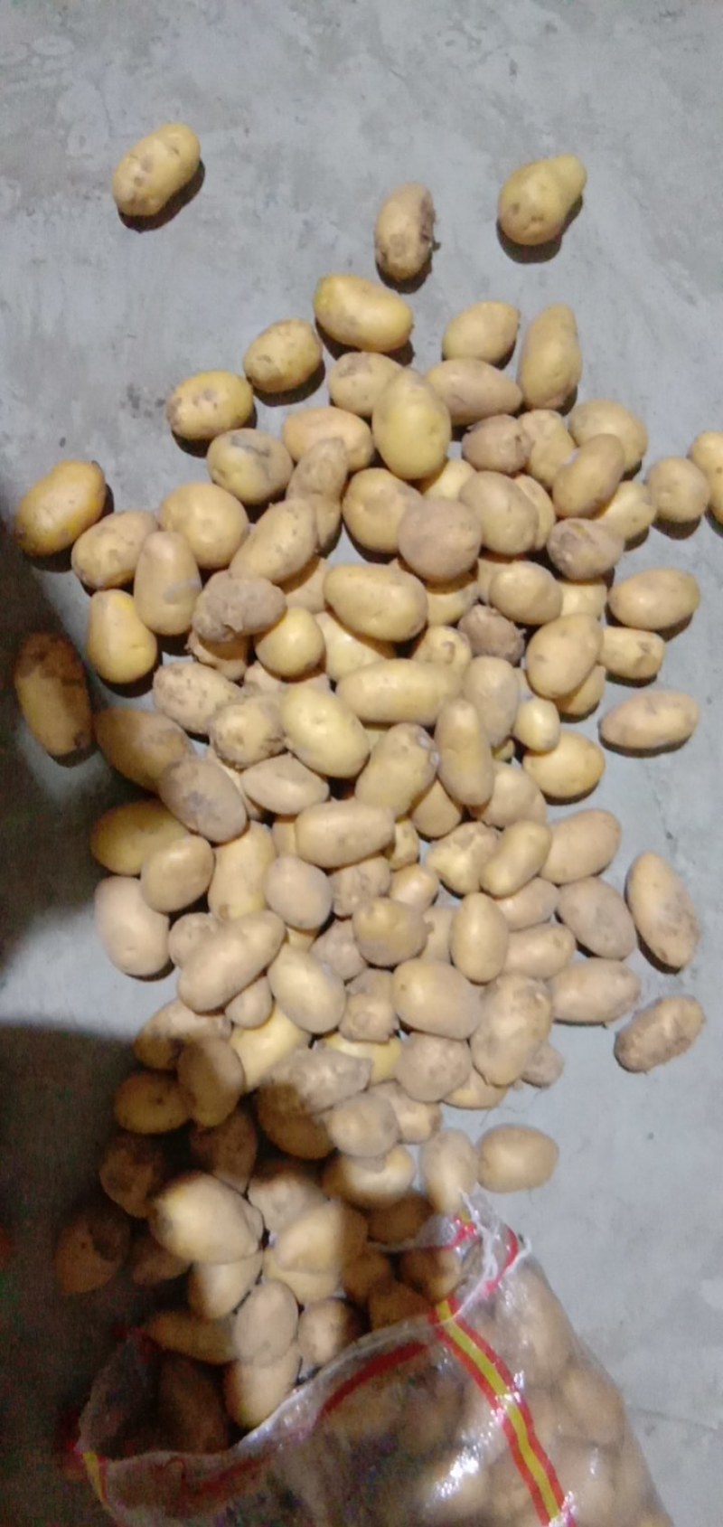 荷兰2-3两土豆袋装货