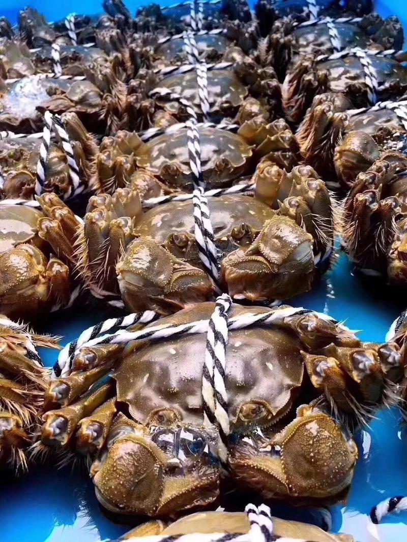 石臼湖大闸蟹，肉质细嫩，原生态水域养殖，欢迎参观选购！