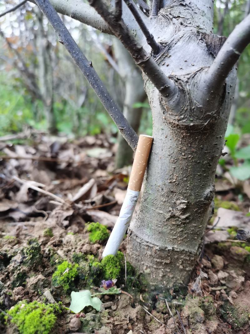 北美海棠（盆景素材）长势喜人，开花结果看照片