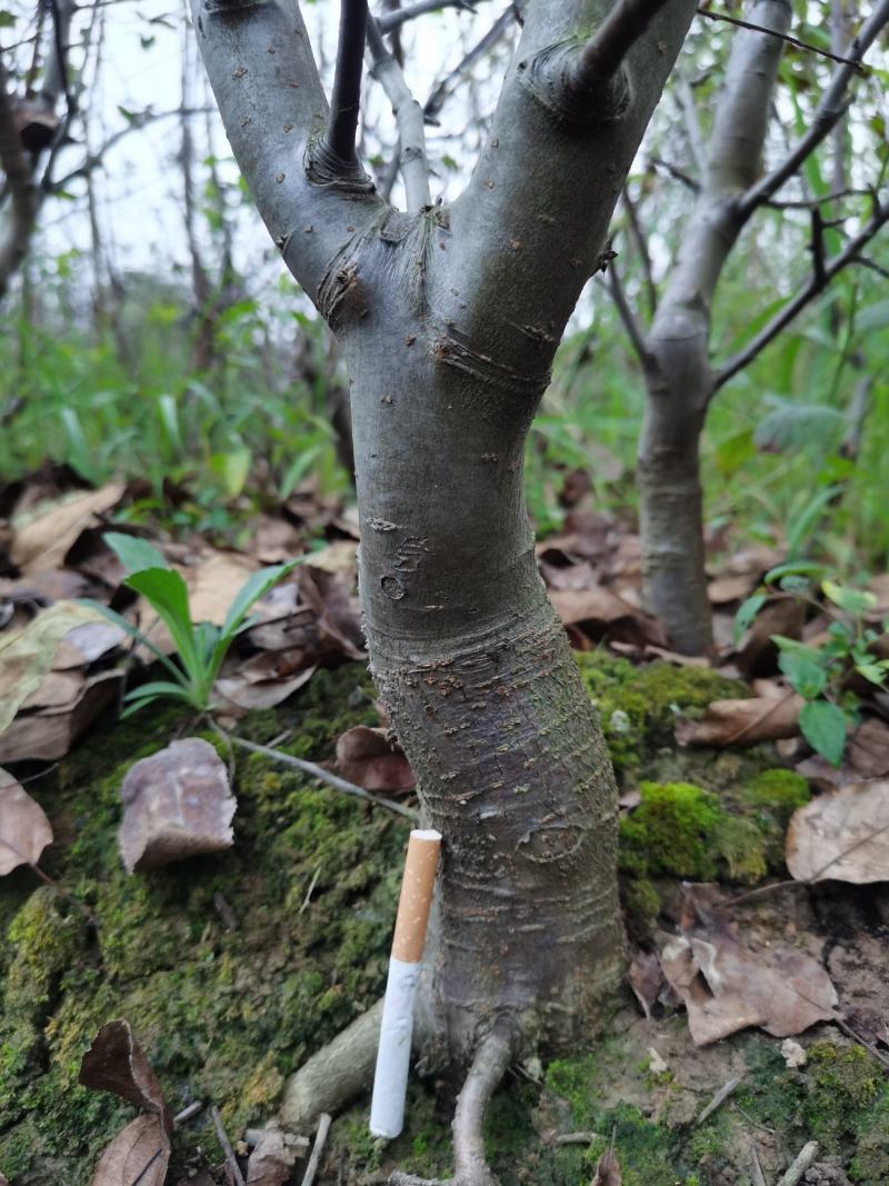 北美海棠（盆景素材）长势喜人，开花结果看照片
