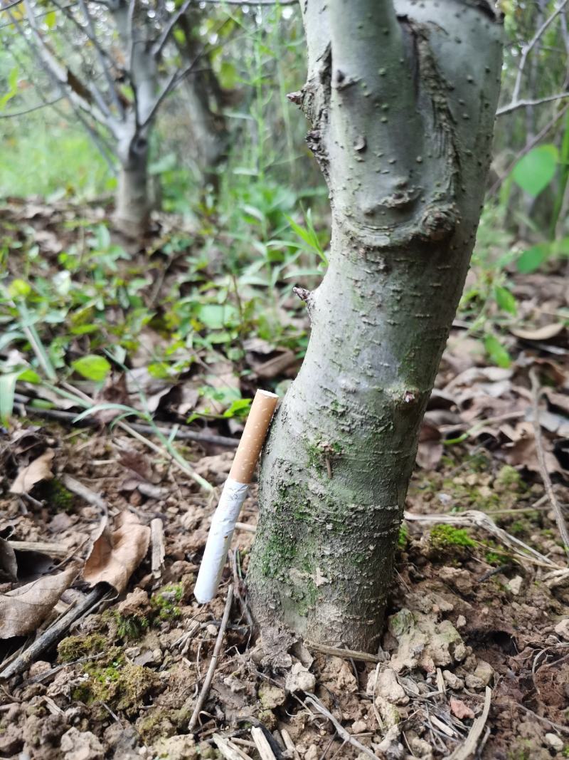 北美海棠（盆景素材）长势喜人，开花结果看照片