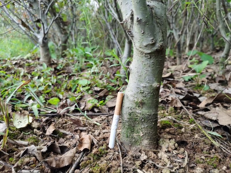 北美海棠（盆景素材）长势喜人，开花结果看照片