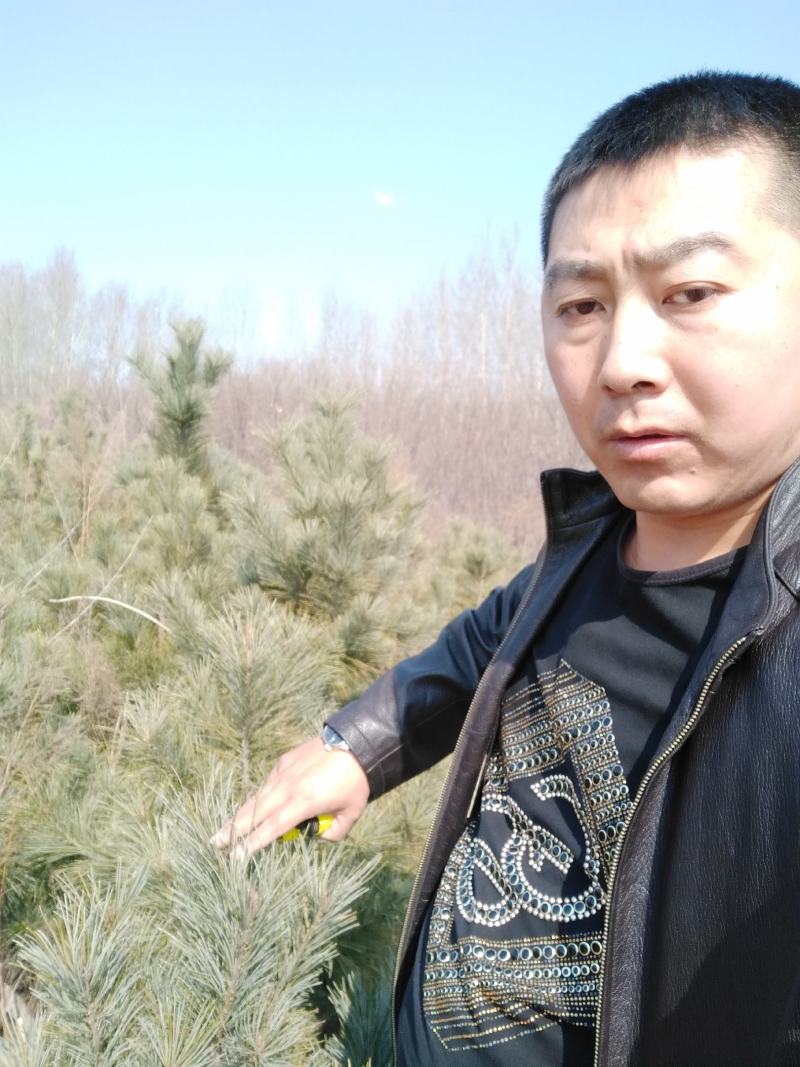 出售吉林市丰满区松树5000棵。地址位于吉林市丰满区