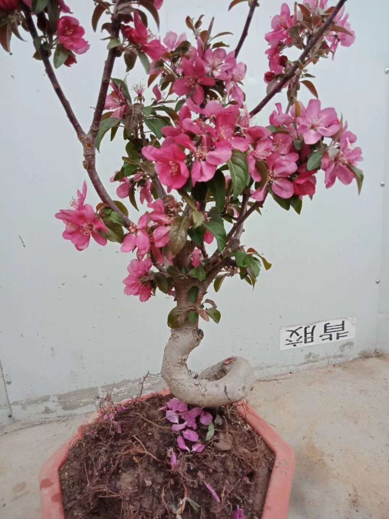 北美海棠（盆景素材）长势喜人，开花结果看照片