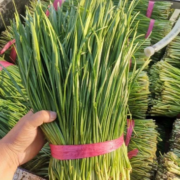 大棚韭菜大量上市。。质量好。。欢迎采购。。。。。。。。。