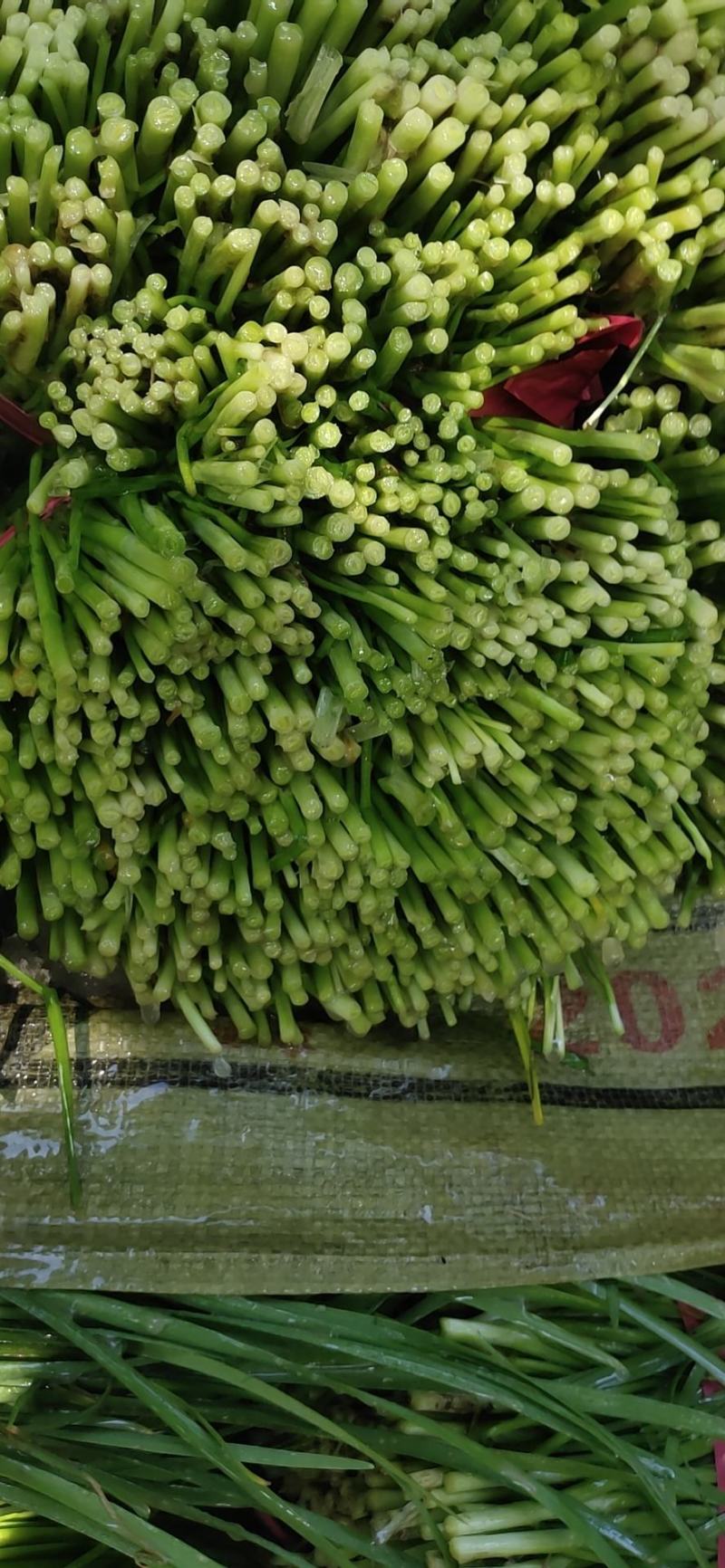 大棚韭菜大量上市。。质量好。。欢迎采购。。。。。。。。。
