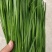 大棚韭菜大量上市。。质量好。。欢迎采购。。。。。。。。。