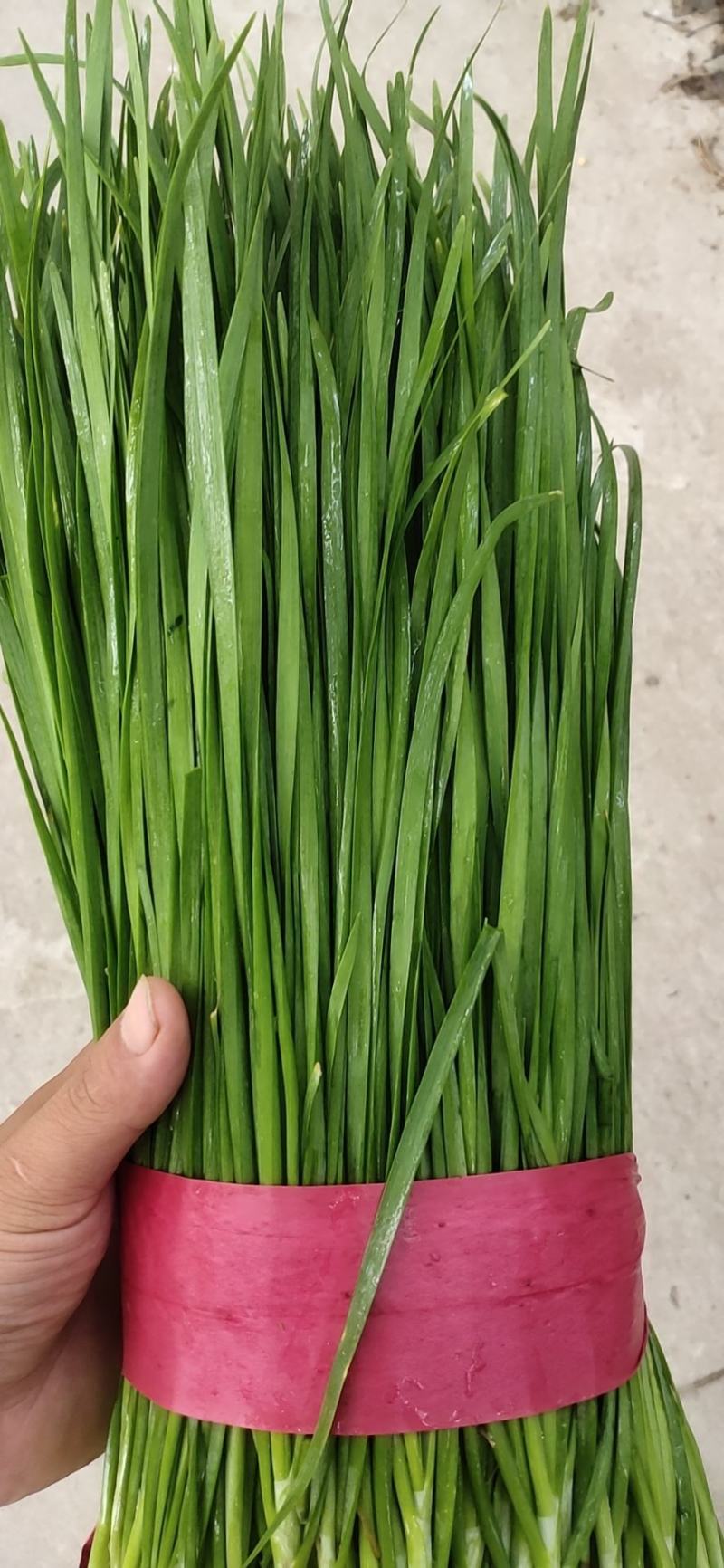 大棚韭菜大量上市。。质量好。。欢迎采购。。。。。。。。。