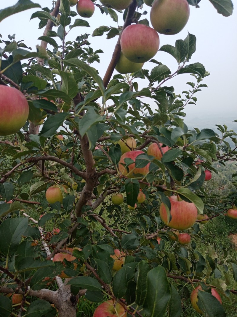 基地直销果苹，旮旯，鲁力，新东红，黄元帅，红富士等