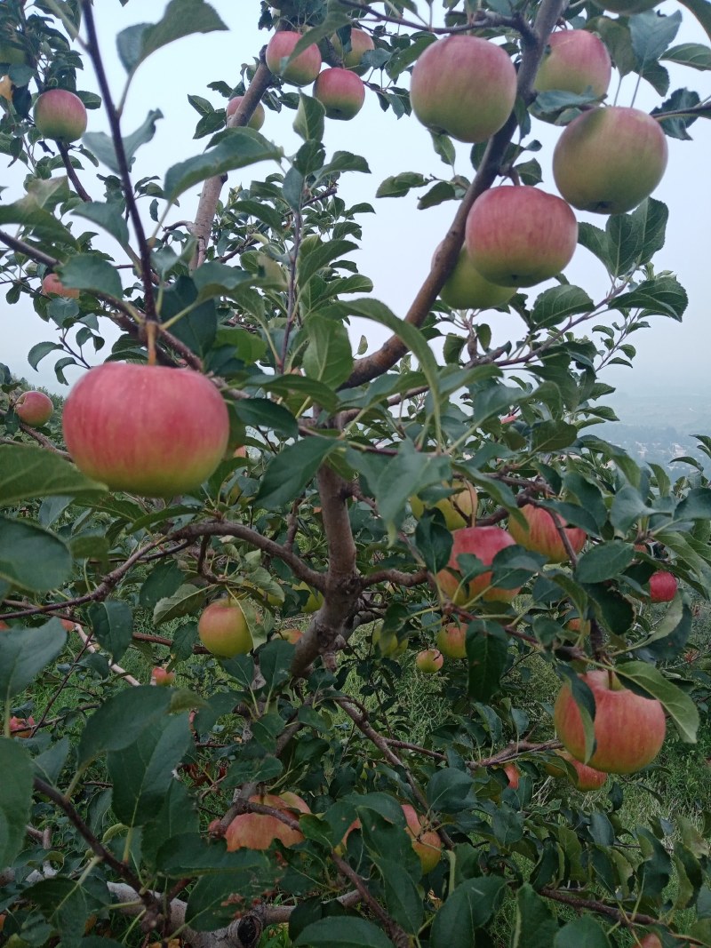 基地直销果苹，旮旯，鲁力，新东红，黄元帅，红富士等