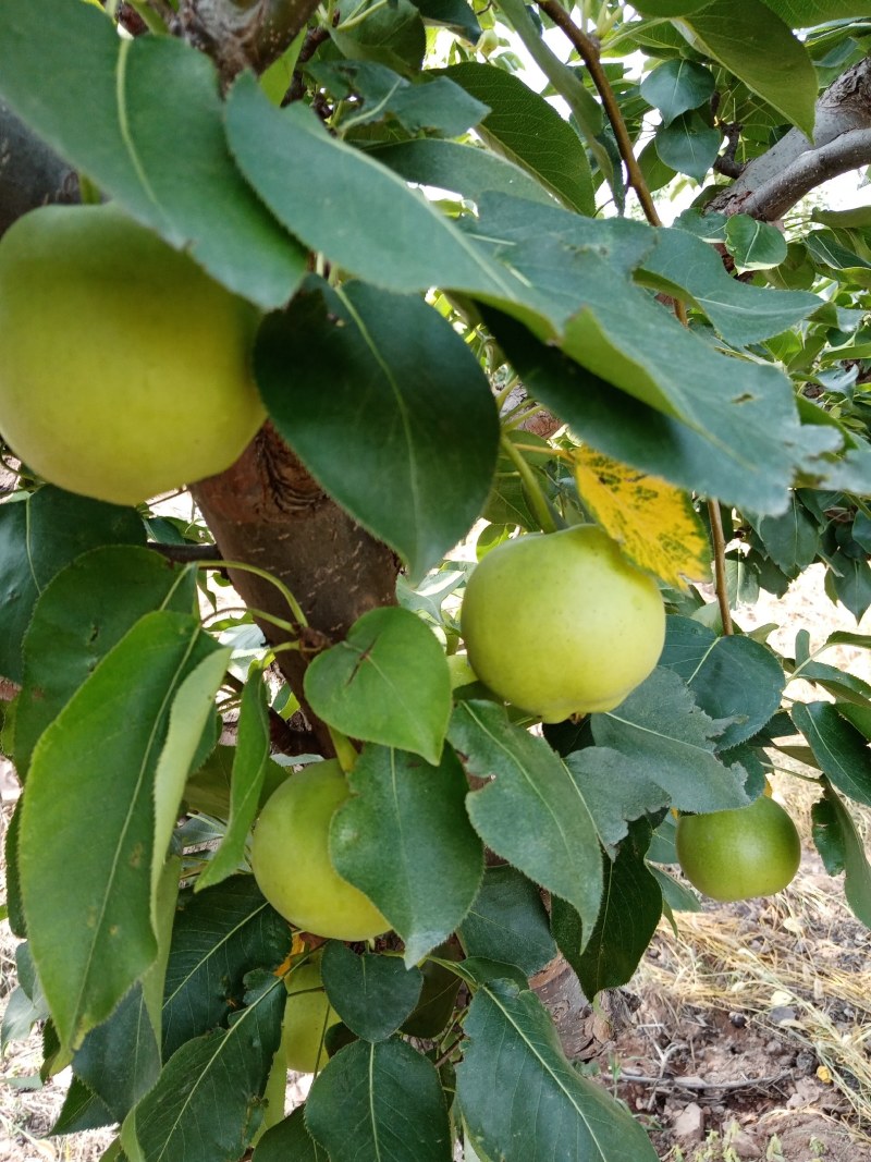 基地直销果苹，旮旯，鲁力，新东红，黄元帅，红富士等