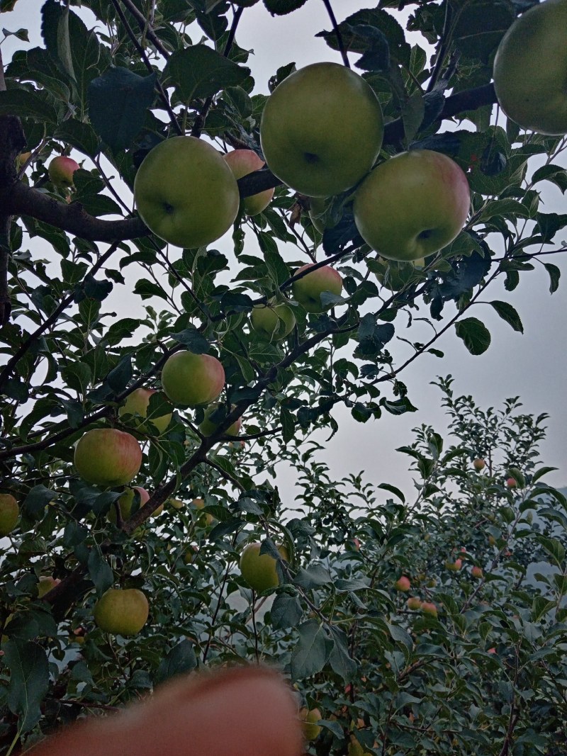 基地直销果苹，旮旯，鲁力，新东红，黄元帅，红富士等