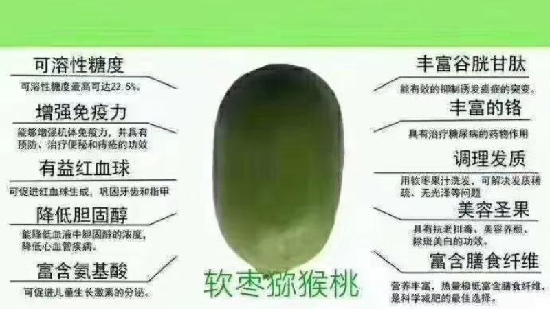 辽宁东港水果中的软黄金纯野生态软枣自然生长