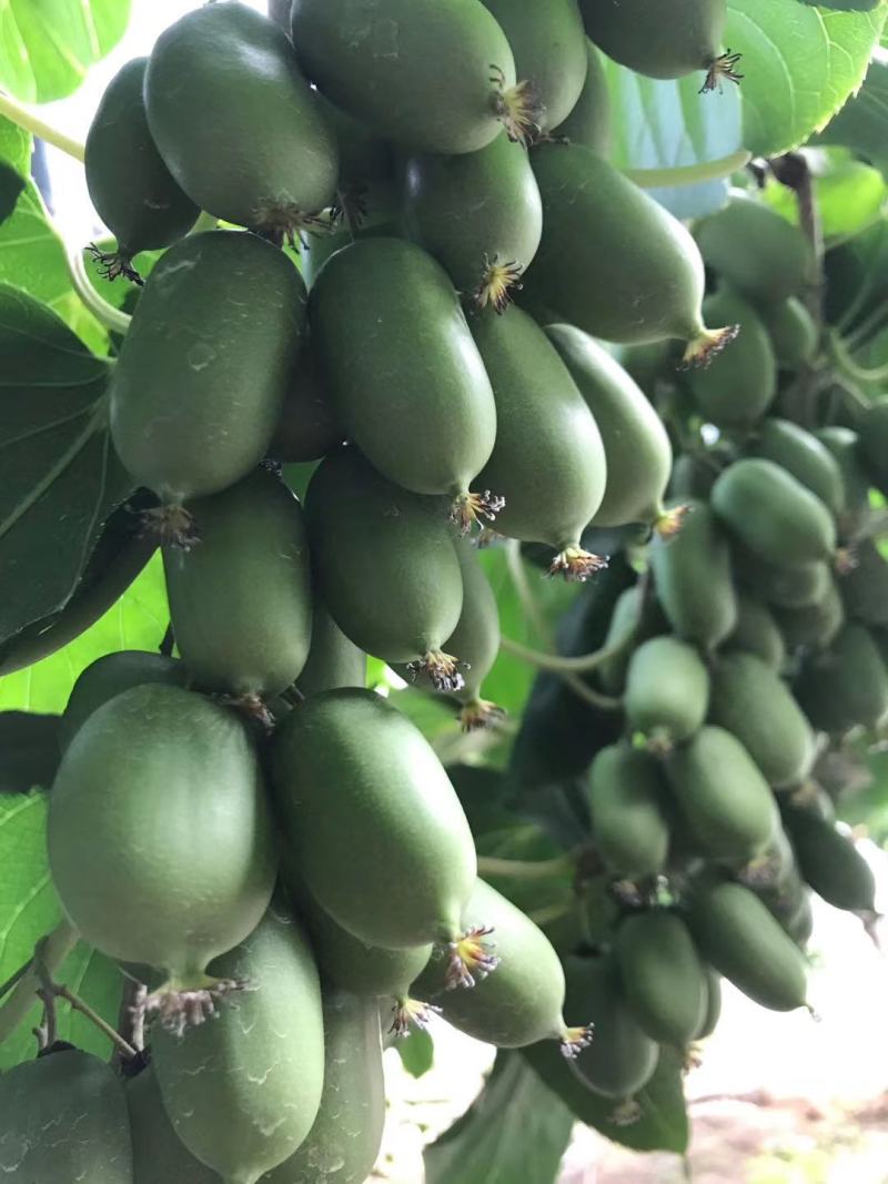 辽宁东港水果中的软黄金纯野生态软枣自然生长