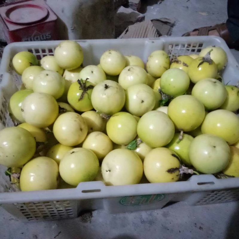 黄金百香果，大量货源