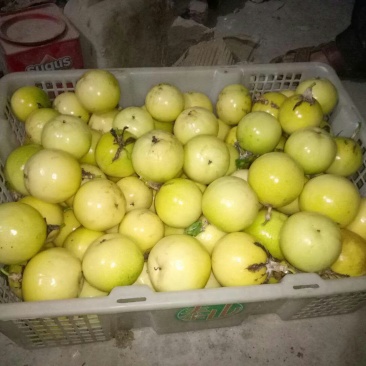 黄金百香果，大量货源
