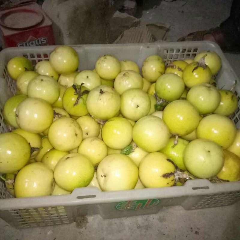 黄金百香果，大量货源