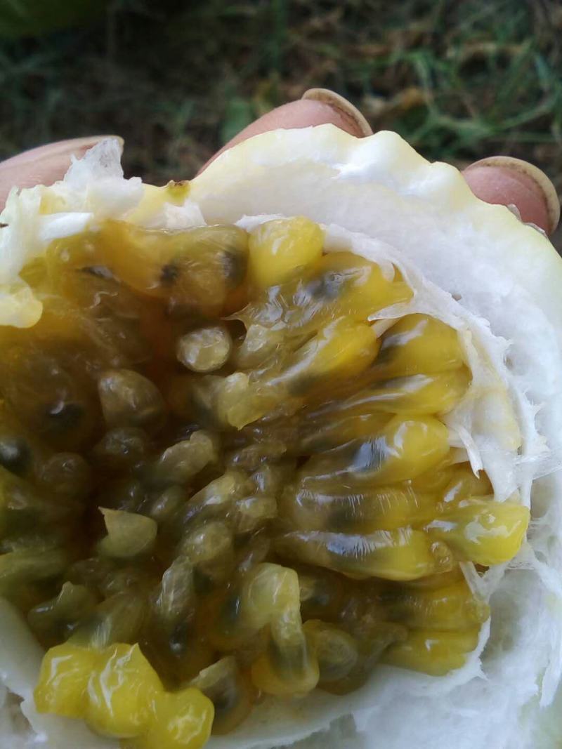 黄金百香果，大量货源