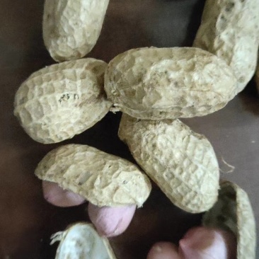 罗汉花生果，籽粒饱满，水份十四以内，