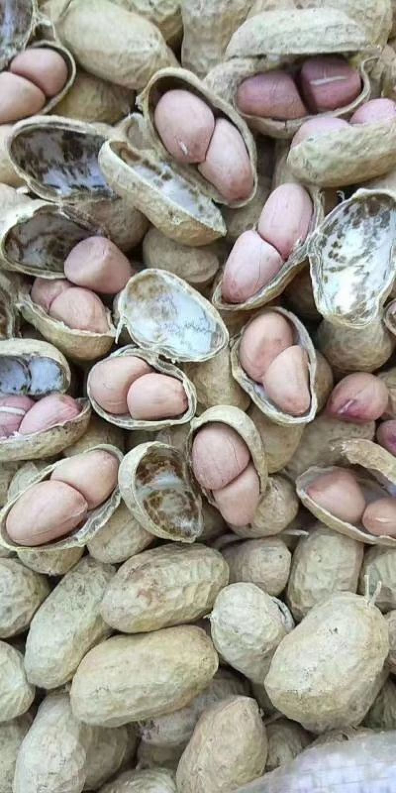 罗汉花生果，籽粒饱满，水份十四以内，