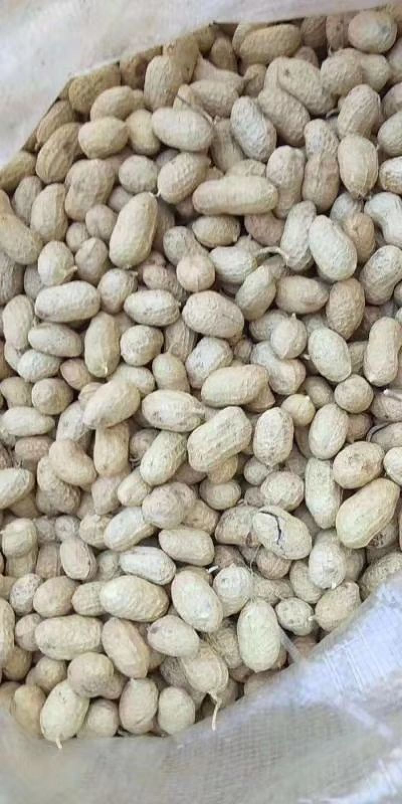 罗汉花生果，籽粒饱满，水份十四以内，