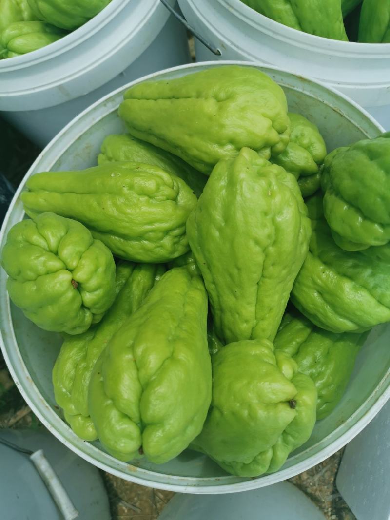 佛手瓜，产地直销，1000多高山高海拔种出的