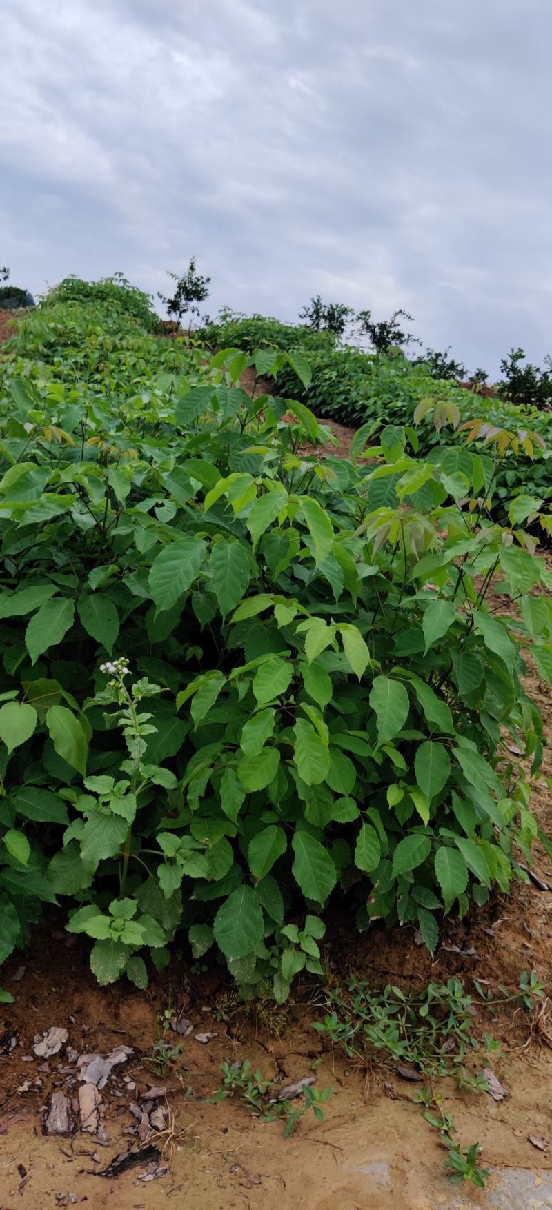 紫花多花风铃木苗接受预订
