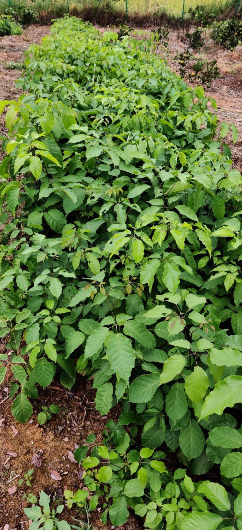 紫花多花风铃木苗接受预订