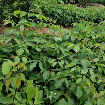 紫花多花风铃木苗接受预订