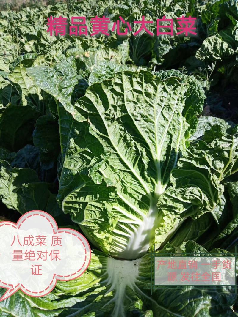 张家口蔚县精品矮颗荷花菜3456斤一手货源保质保量