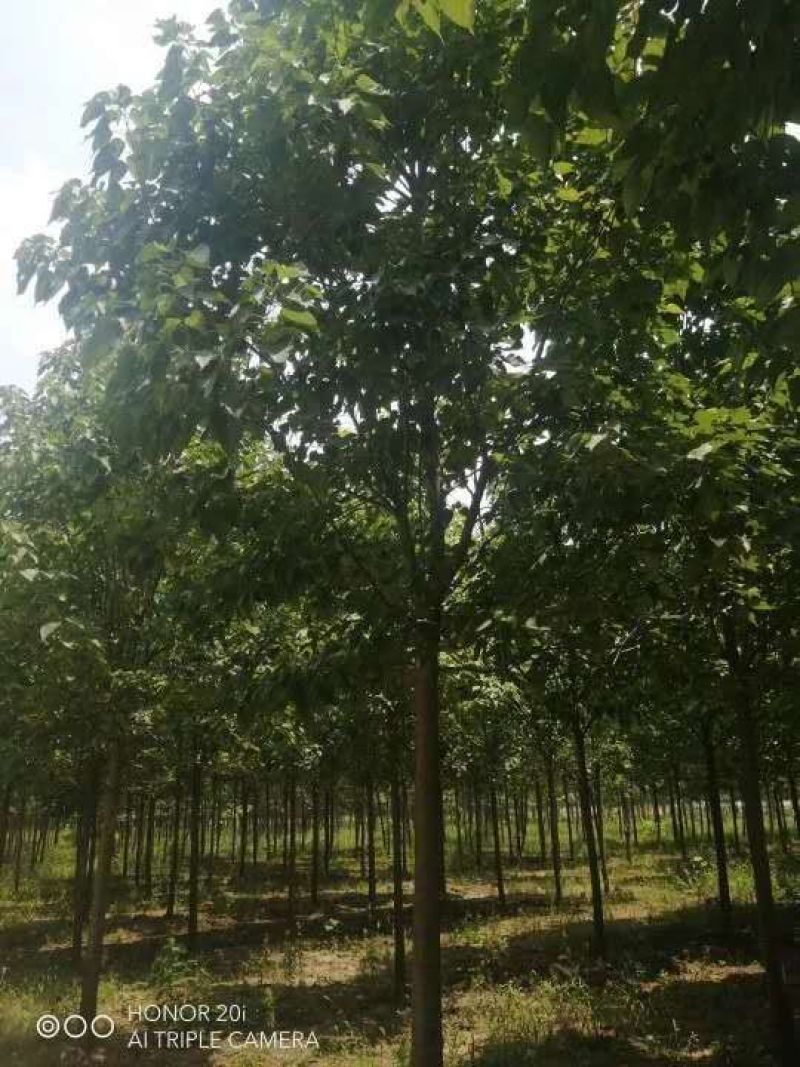 楸树，2公分到15公分楸树，各种规格楸树有量