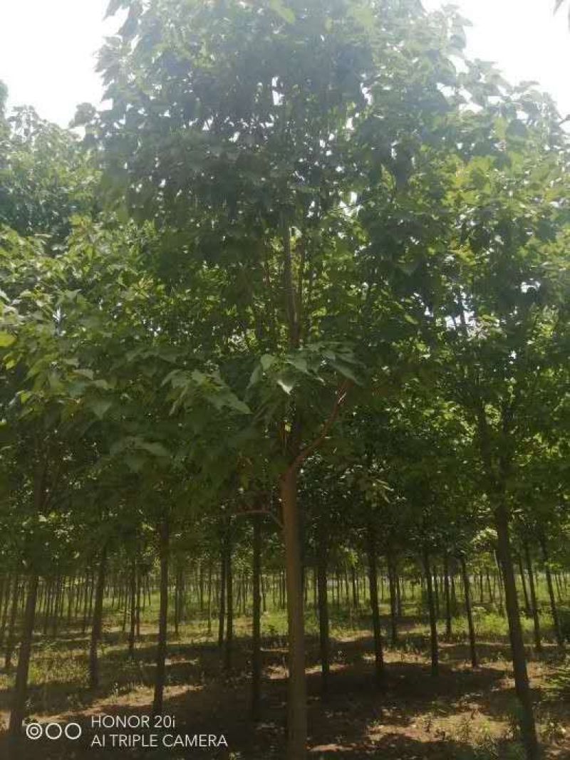 楸树，2公分到15公分楸树，各种规格楸树有量