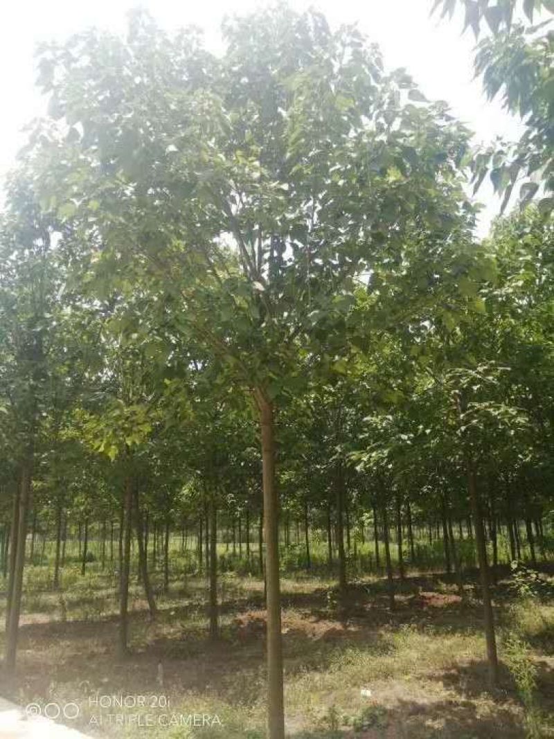 楸树，2公分到15公分楸树，各种规格楸树有量