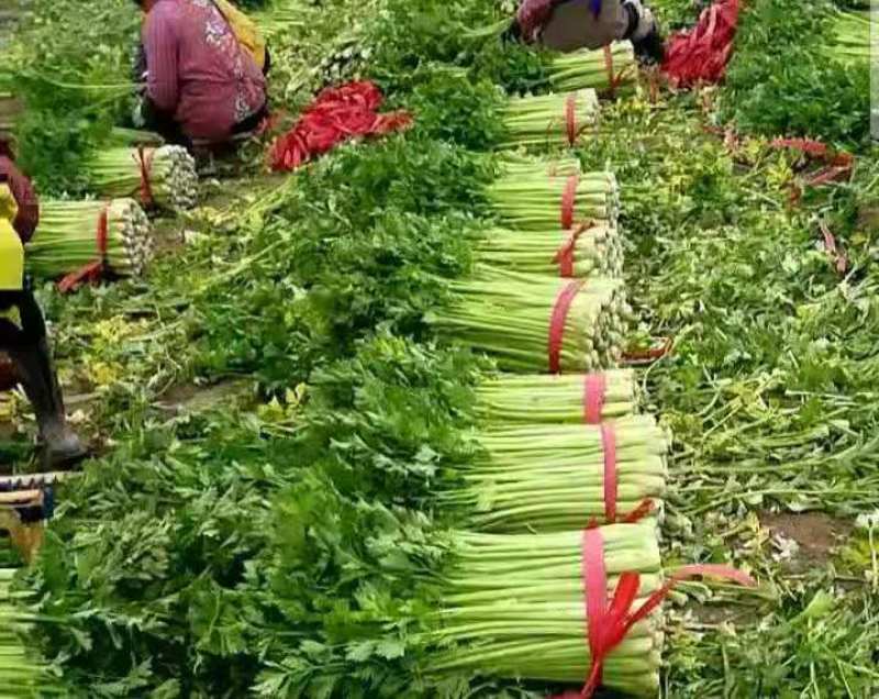 芹菜40cm以上质量好，价格便宜，量大从优。