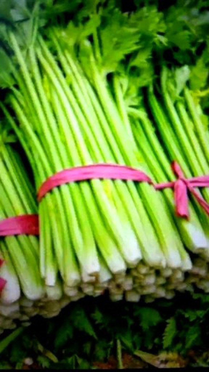 芹菜40cm以上质量好，价格便宜，量大从优。