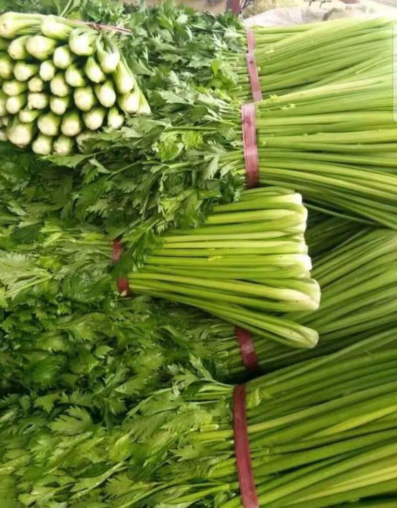 芹菜40cm以上质量好，价格便宜，量大从优。