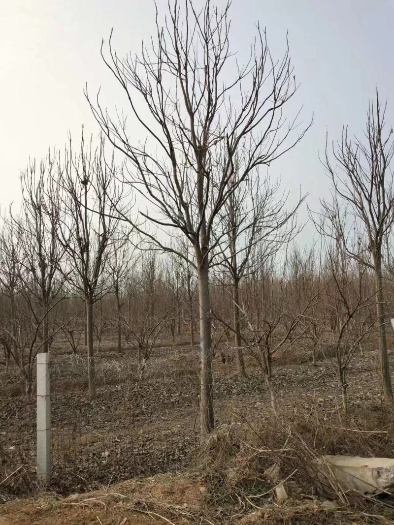 楸树，2公分到15公分楸树，各种规格楸树有量