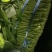 空心菜本地散装空心菜