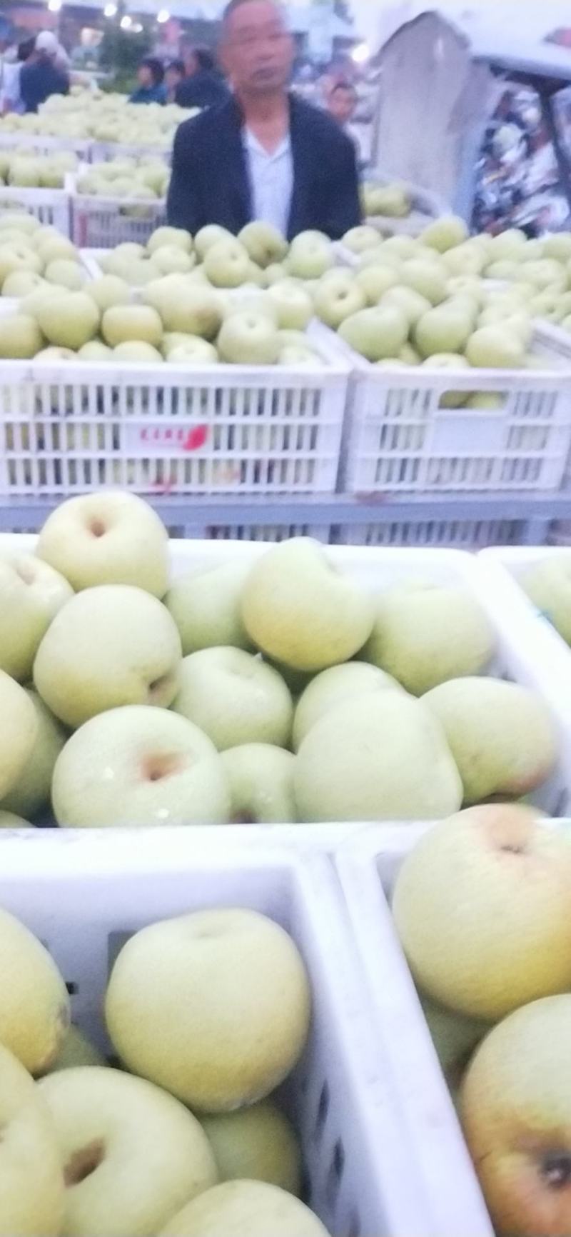 梨，砀山梨，6两以上，一手货源，保证质量诚信经营欢迎来电