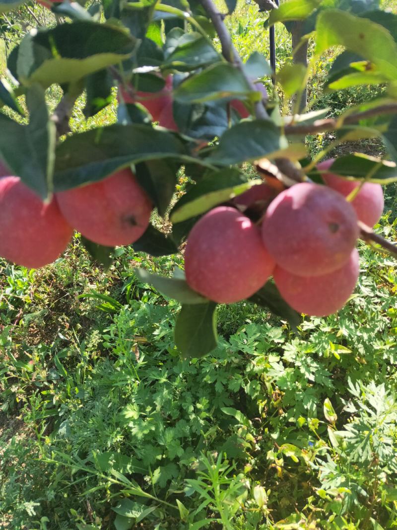 本地特产甜脆口鸡心果即将上市，质量好价格合理有需要的抓紧