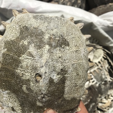 各种产地鳖甲，干净无杂质无硫无熏蒸一手货源
