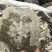 各种产地鳖甲，干净无杂质无硫无熏蒸一手货源