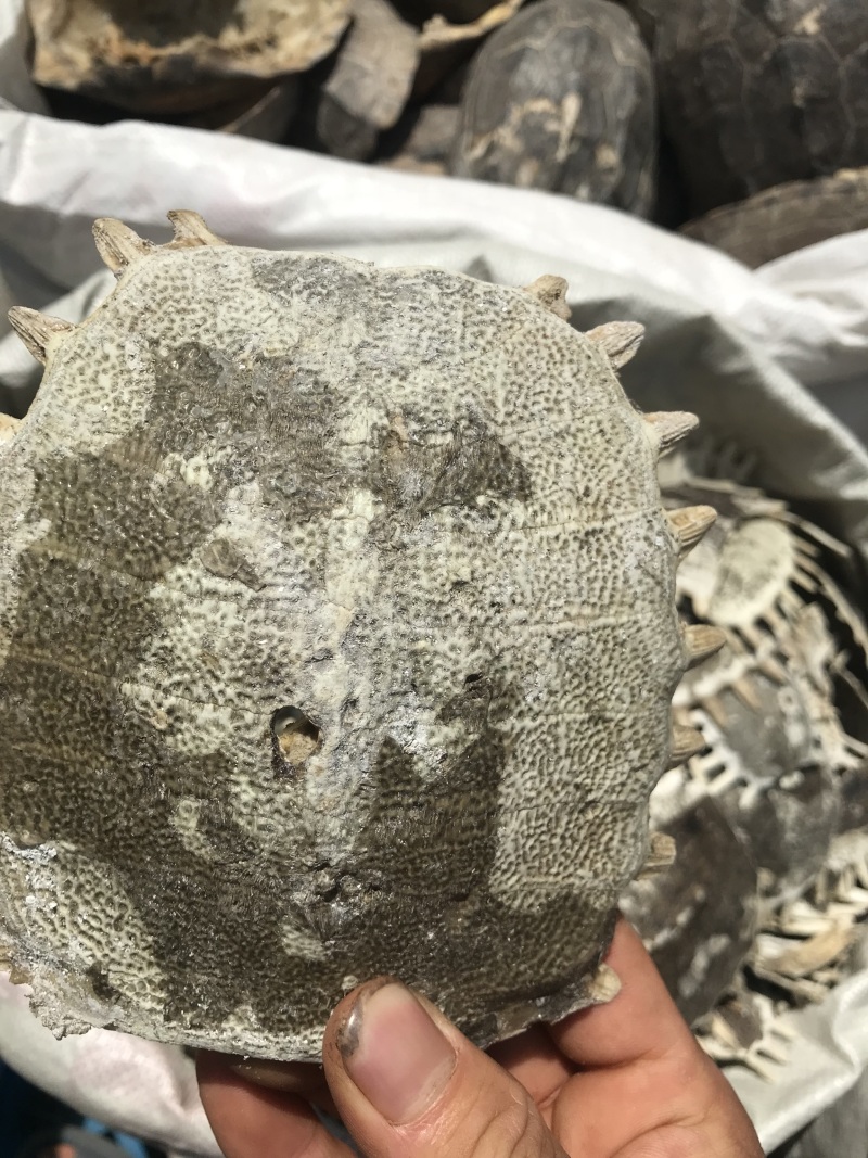 各种产地鳖甲，干净无杂质无硫无熏蒸一手货源