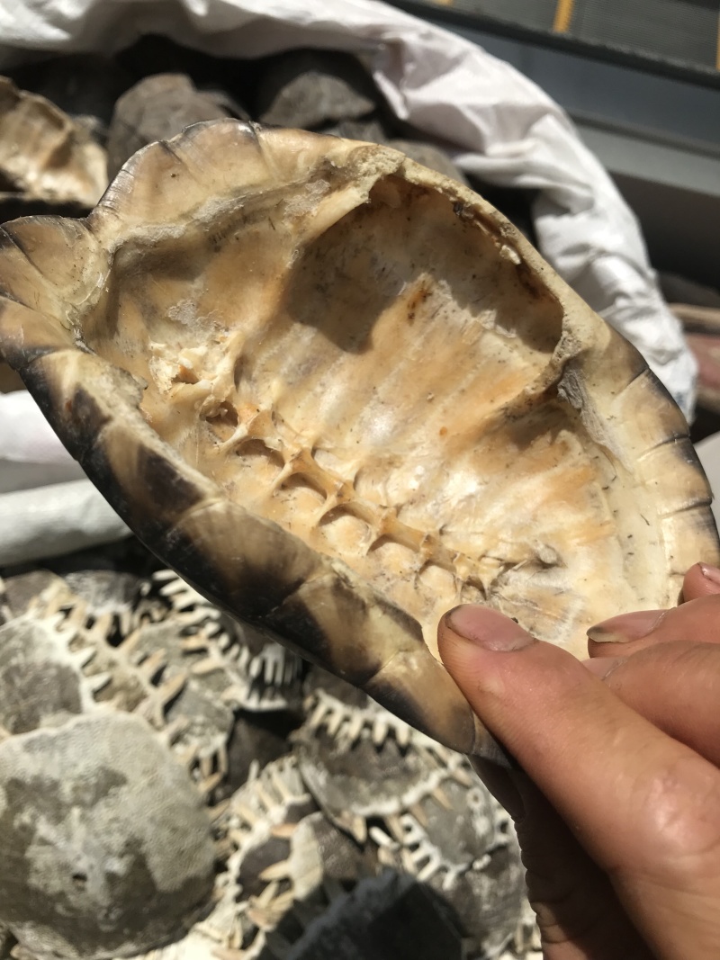 各种产地鳖甲，干净无杂质无硫无熏蒸一手货源